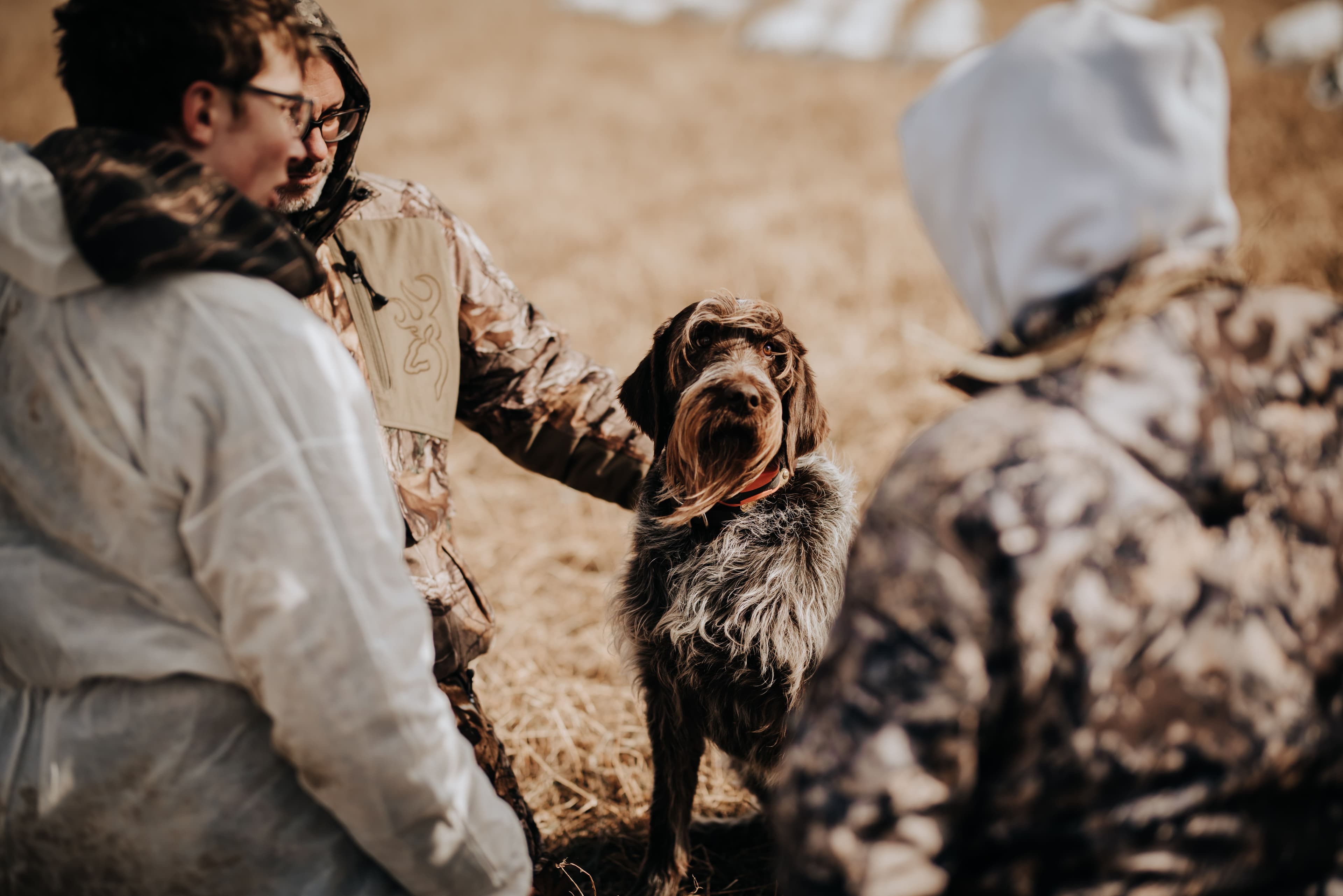 François Séguin and Cooper with a snow goose in a cornfield