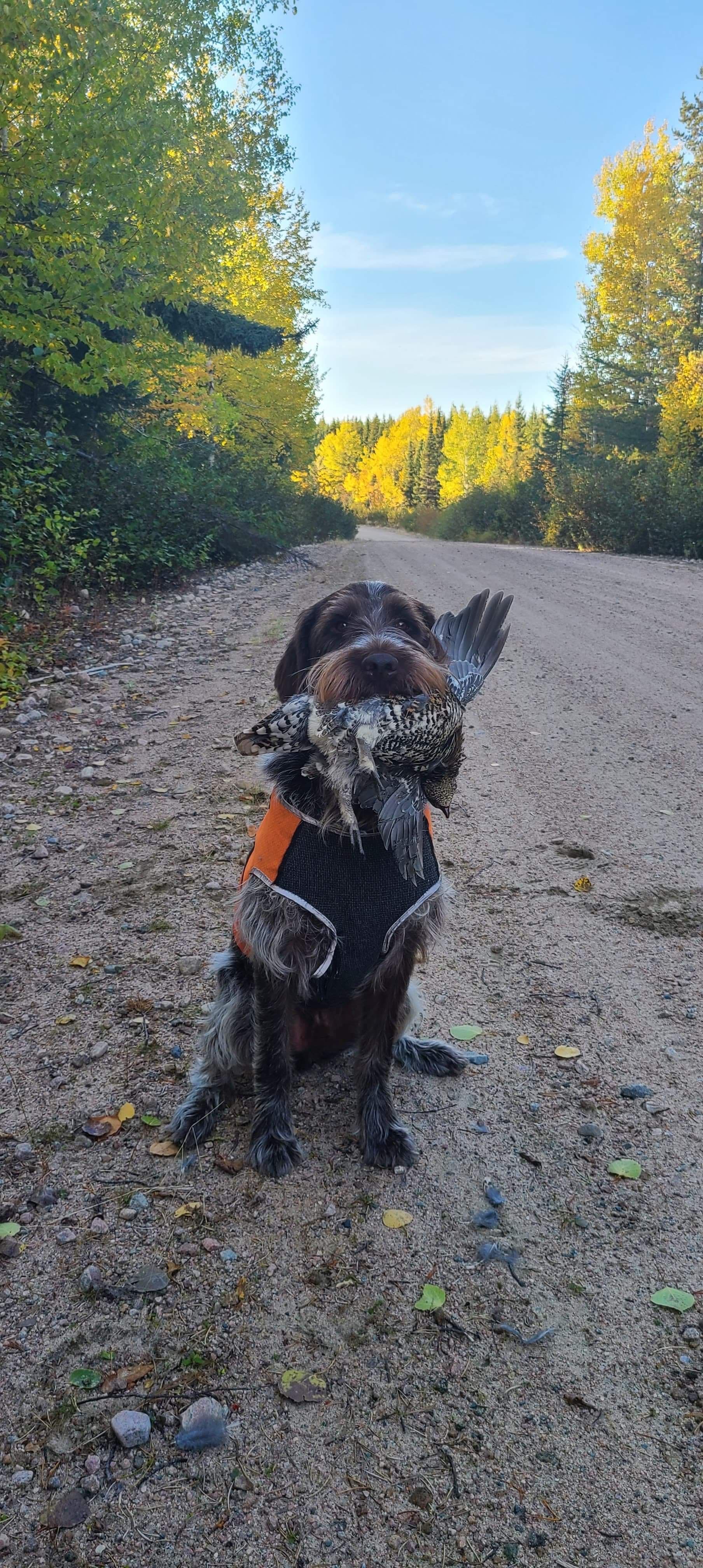 Wirehaired Pointing Griffon sitting on a forest road holding a ruffed grouse, fall