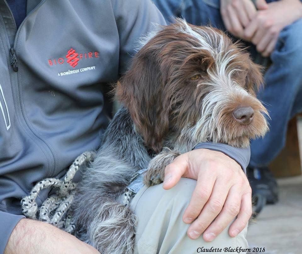 Young brown Wirehaired Pointing Griffon nestled against a person, post-hunt portrait